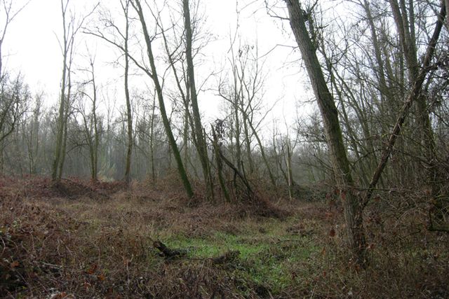 Passeggiata nel bosco golenale